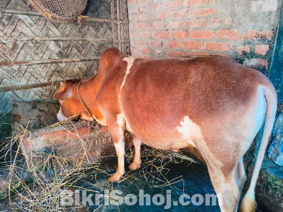 বাড়ির পালিত গরু